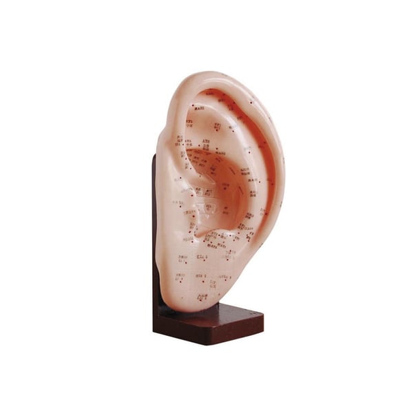 Orelha esquerda 22 cm